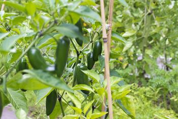 Community garden